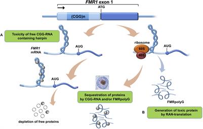 In silico, in vitro, and in vivo Approaches to Identify Molecular Players in Fragile X Tremor and Ataxia Syndrome